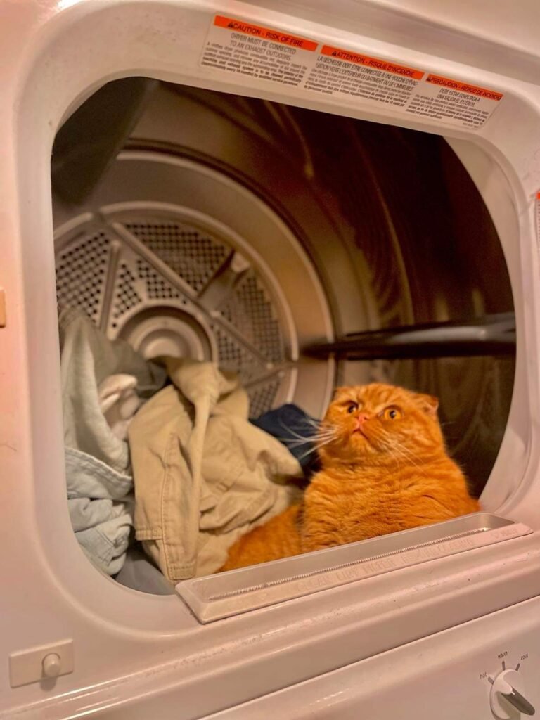 Cat in Dryer